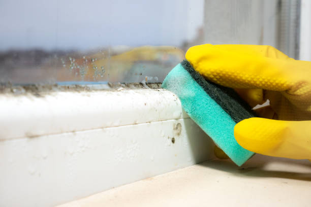 Best Attic Mold Remediation in Beechwood Trails, OH